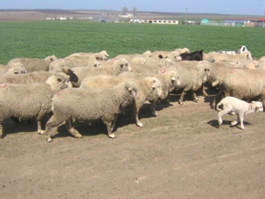 S-a apucat de furat oi, la Aliman